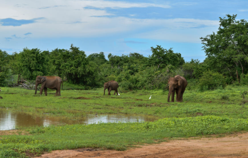 WILD SAFARI